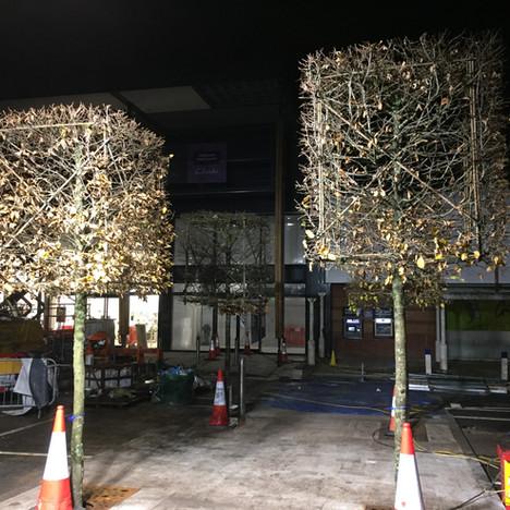 SEH Landscapes Ltd specialises in commercial tree installation, providing expert urban tree planting and landscaping services in East Sussex and Kent.